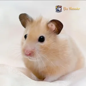 Chuột hamster giá rẻ