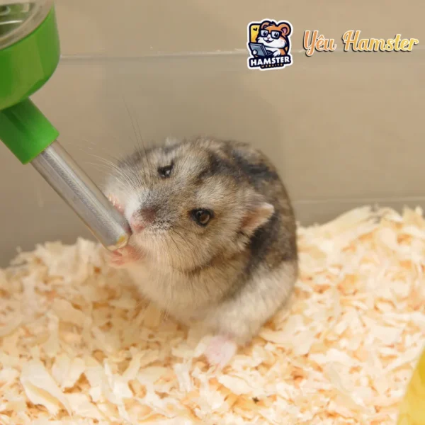 Mùn cưa lót chuồng cho Hamster