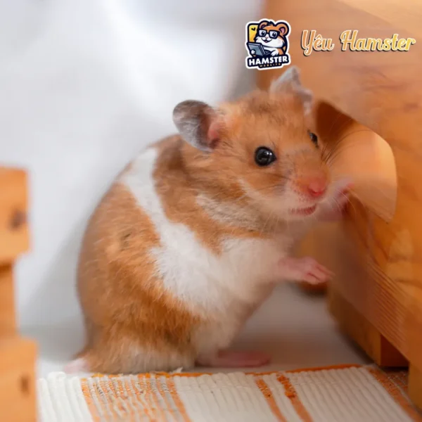 Nhà Vòm Gỗ Cho Hamster - Nhập khẩu chính hãng