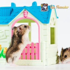 Nhà Vòm Gỗ Cho Hamster – Nhập khẩu chính hãng